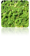 Azolla